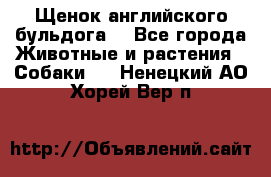 Щенок английского бульдога  - Все города Животные и растения » Собаки   . Ненецкий АО,Хорей-Вер п.